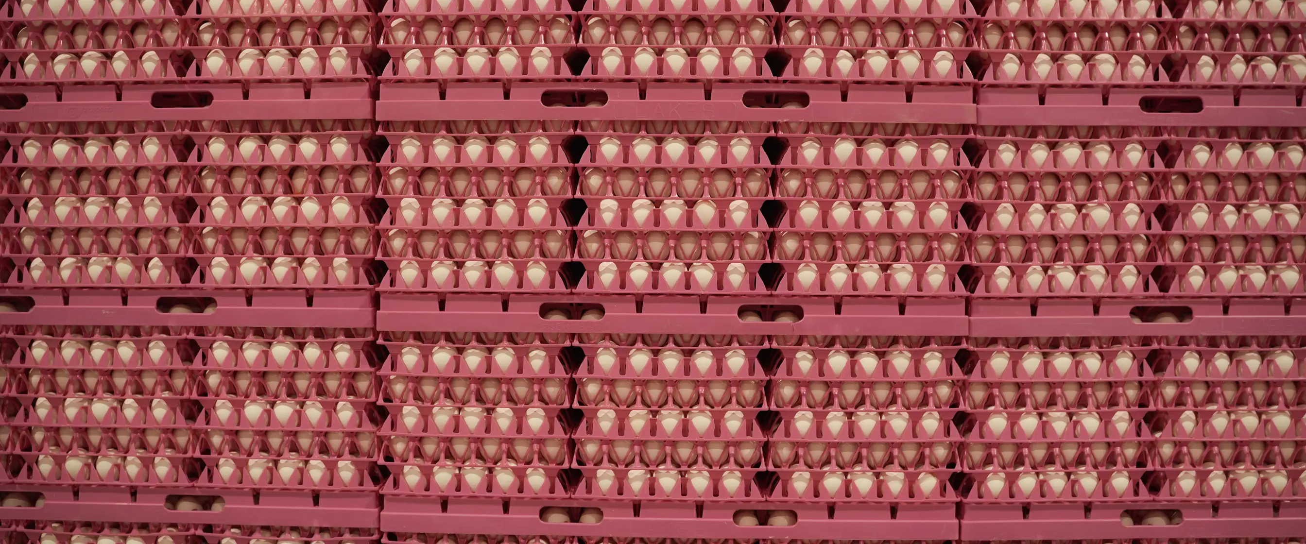 Everybody Is Talking About White Eggs A Lower Carbon Choice Without everybody-is-talking-about-white-eggs-a-lower-carbon-choice-without